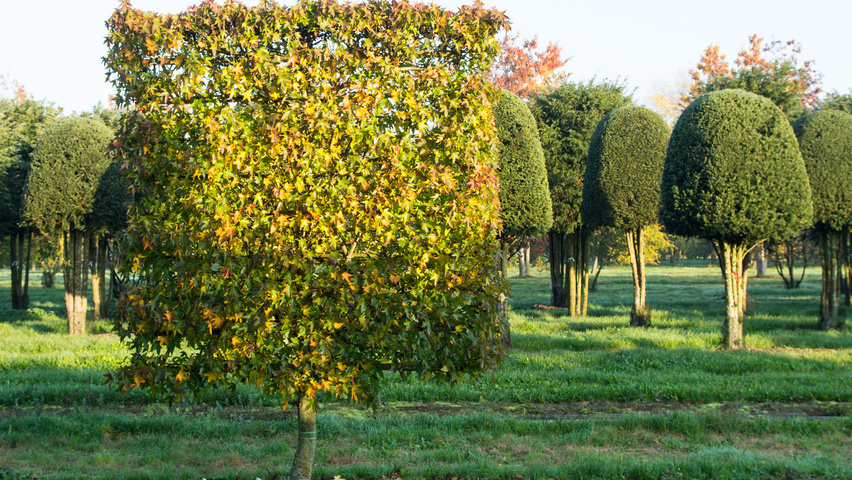 Liquidambar styraciflua 'Worplesdon' ekranowy