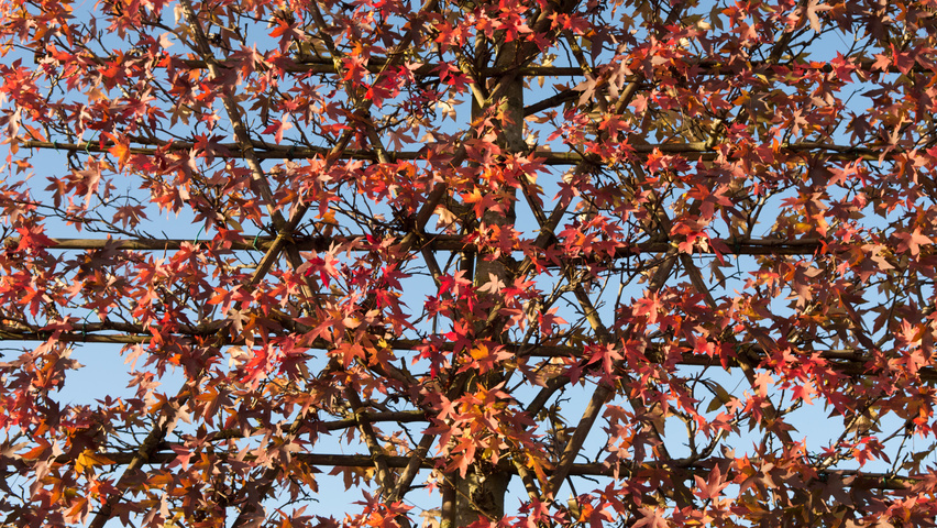 Liquidambar styraciflua 'Worplesdon' ekranowy