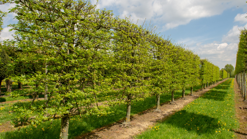 Liquidambar styraciflua 'Worplesdon' ekranowy