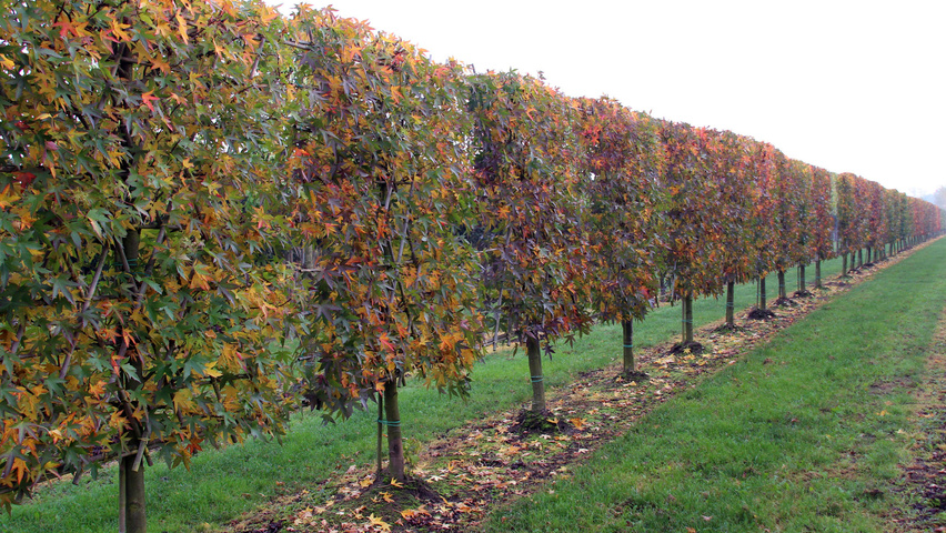 Liquidambar styraciflua 'Worplesdon' ekranowy