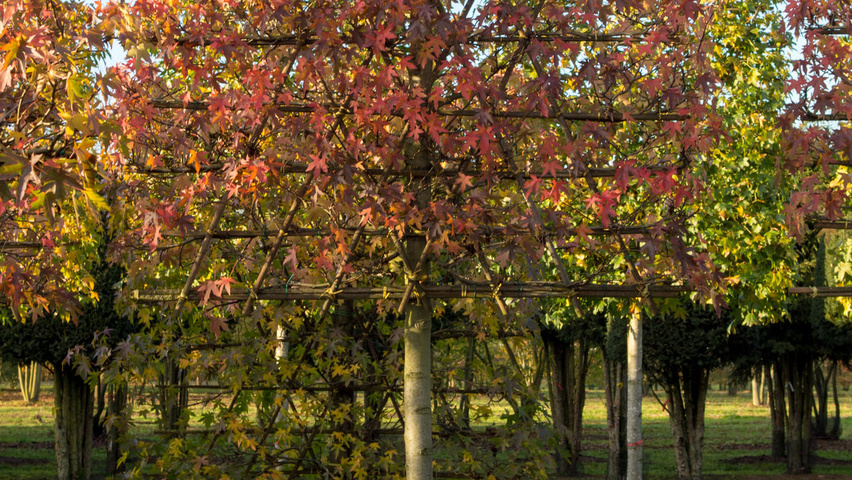 Liquidambar styraciflua 'Worplesdon' ekranowy