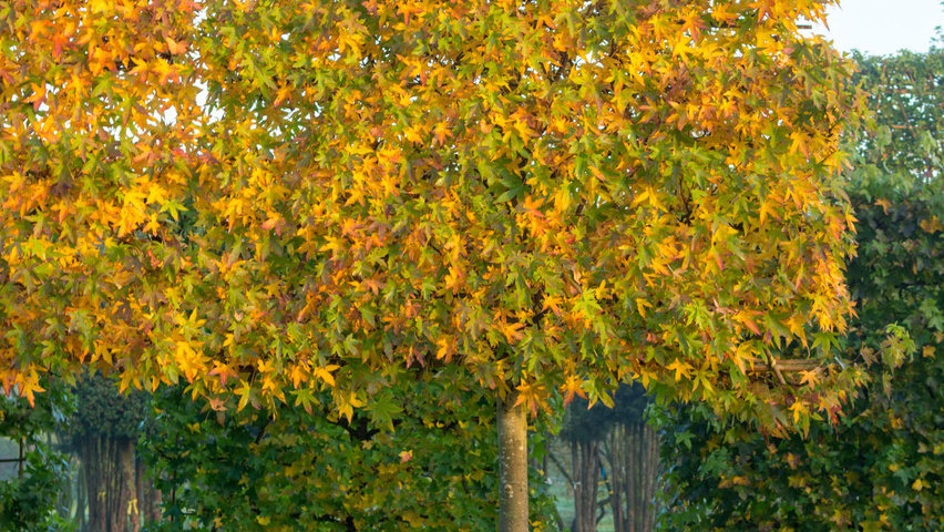 Liquidambar styraciflua 'Worplesdon' ekranowy