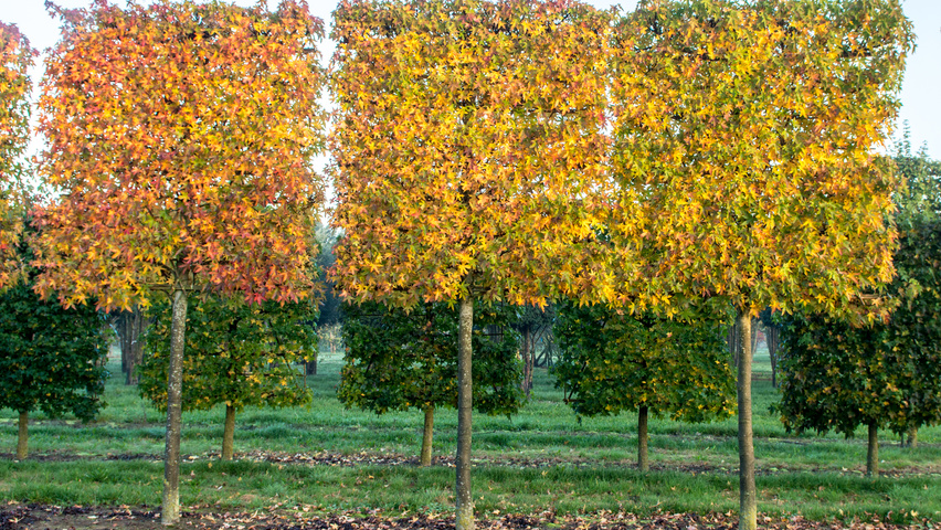 Liquidambar styraciflua 'Worplesdon' ekranowy