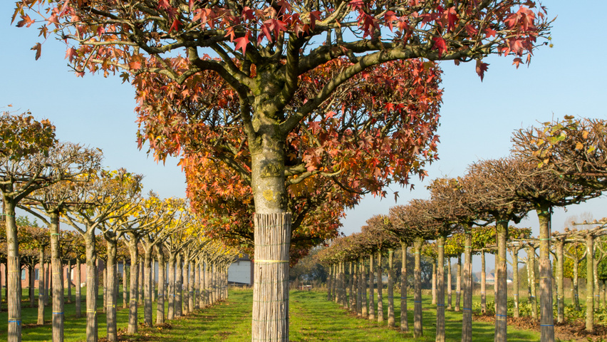 Liquidambar styraciflua 'Worplesdon' forma dachowa