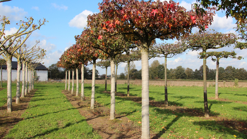 Liquidambar styraciflua 'Worplesdon' forma dachowa