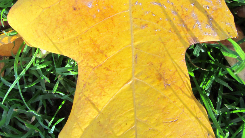 Liriodendron chinense autumn leaves