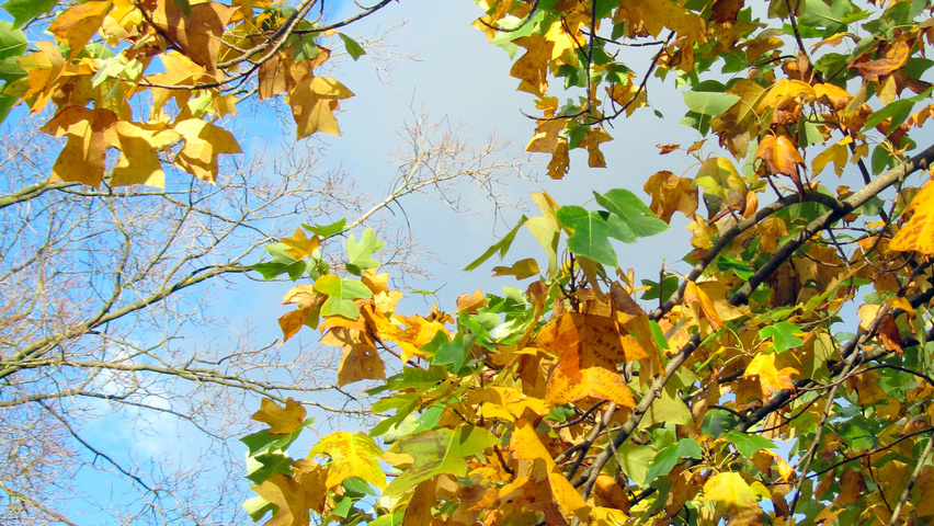 Liriodendron chinense autumn leaves