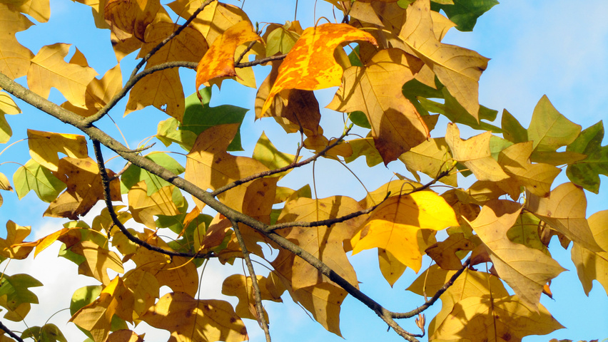 Liriodendron chinense autumn leaves