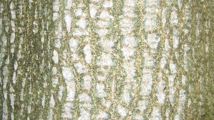 Liriodendron chinense bark