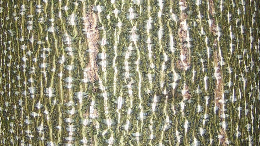 Liriodendron chinense bark