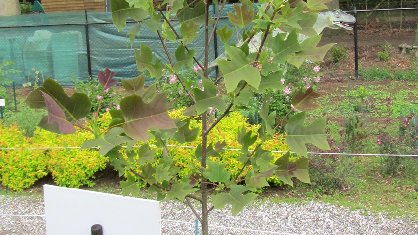 Liriodendron chinense standard tree