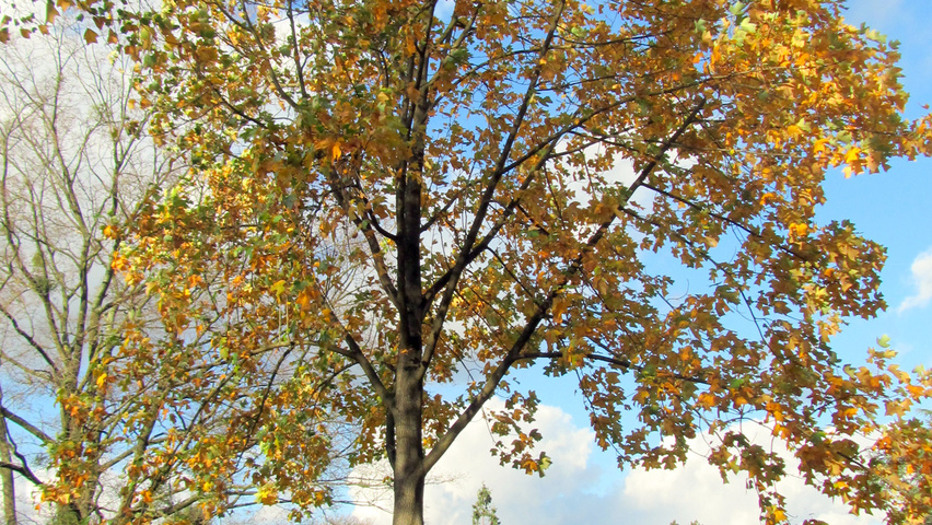 Liriodendron chinense standard tree