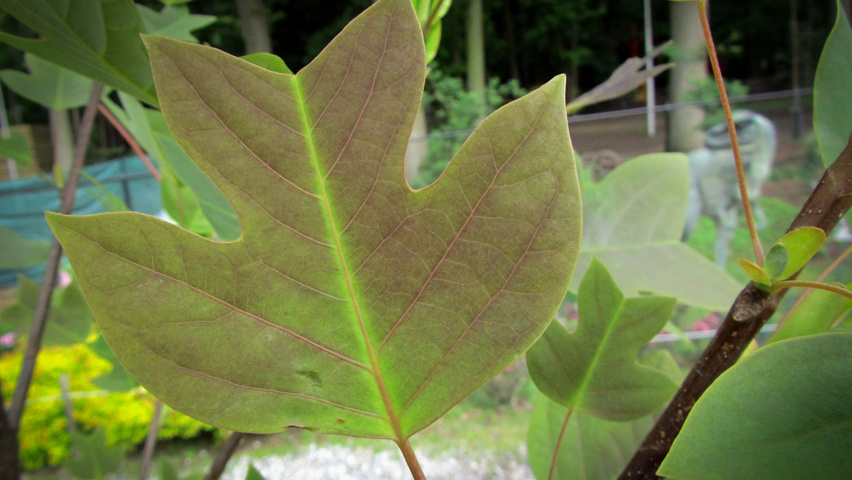 Liriodendron chinense leaves