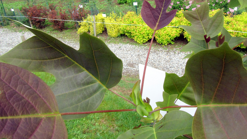 Liriodendron chinense leaves