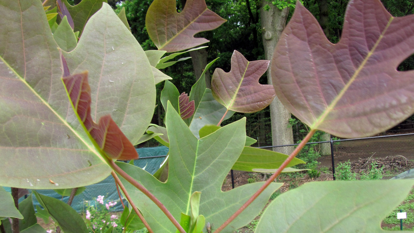 Liriodendron chinense leaves