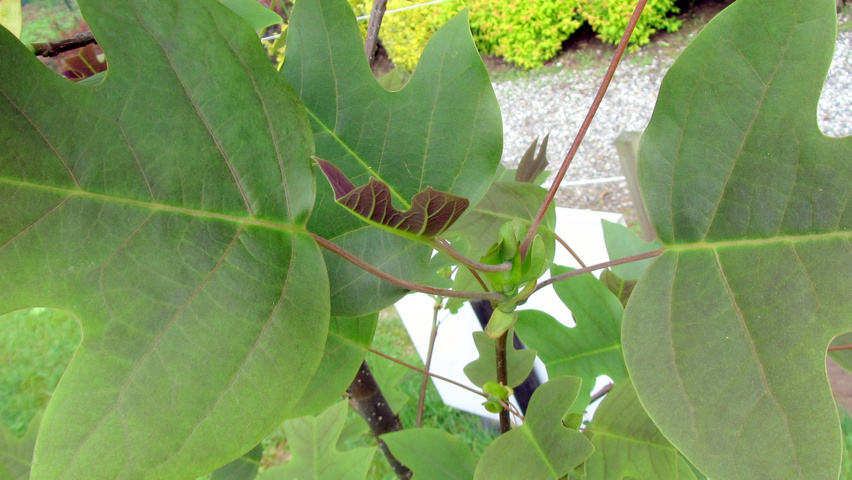 Liriodendron chinense leaves