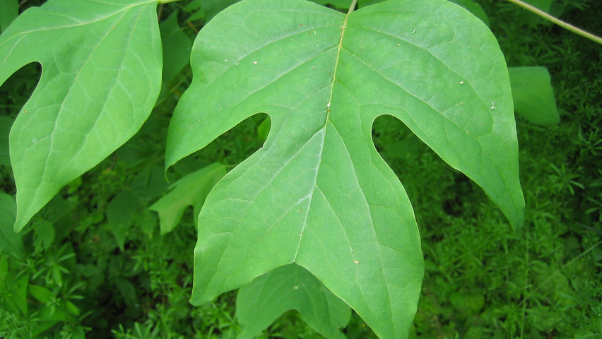 Liriodendron chinense leaves