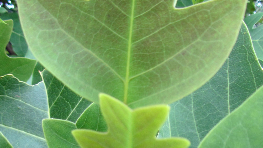 Liriodendron chinense leaves