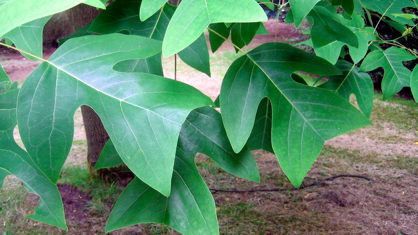 Liriodendron chinense leaves