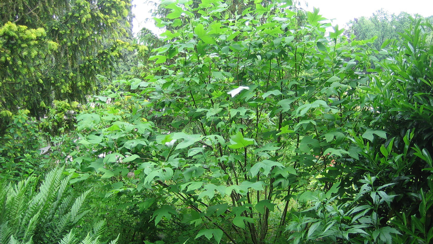 Liriodendron chinense multi-stem