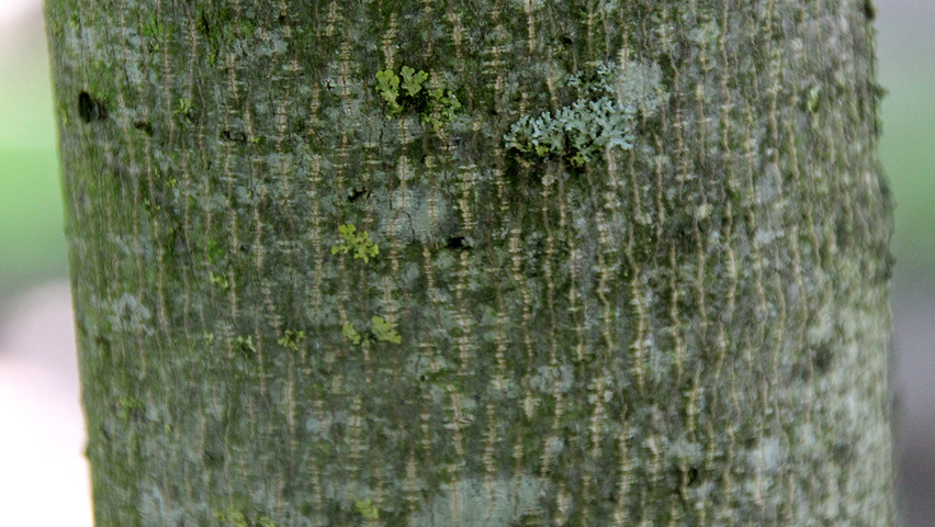 Liriodendron tulipifera 'Aureomarginatum' kora