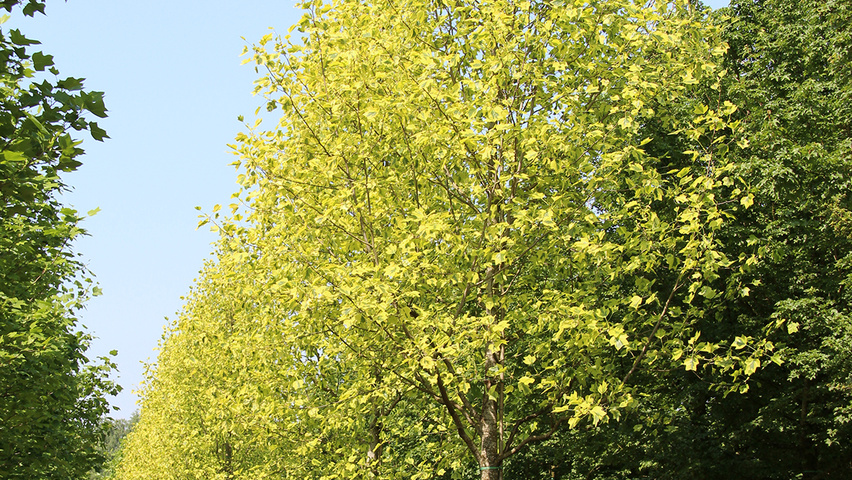 Liriodendron tulipifera 'Aureomarginatum' pienne