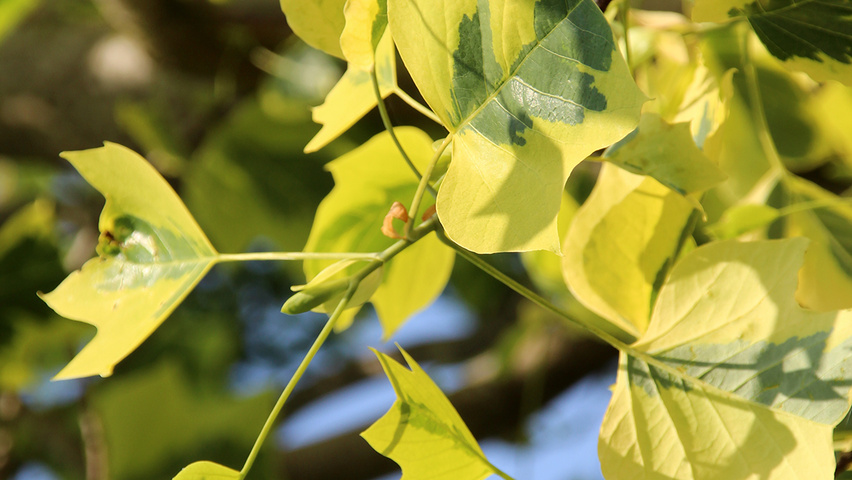 Liriodendron tulipifera 'Aureomarginatum' liście