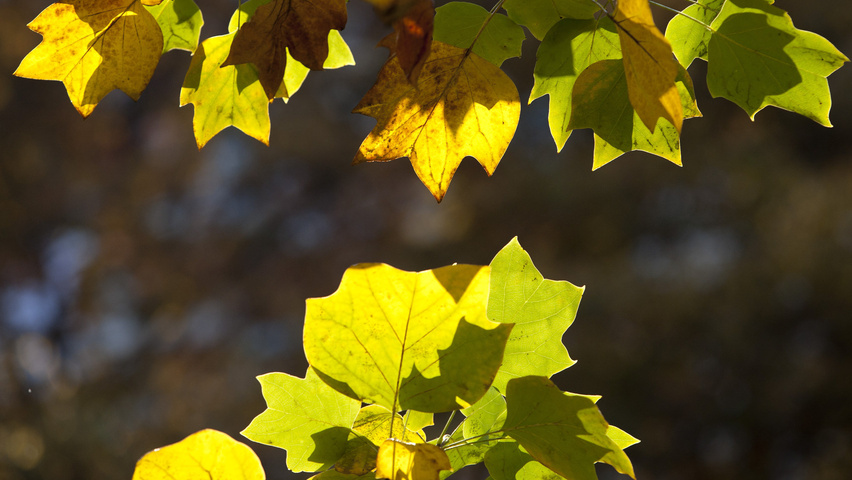Liriodendron tulipifera herfstblad