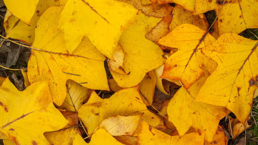 Liriodendron tulipifera herfstblad