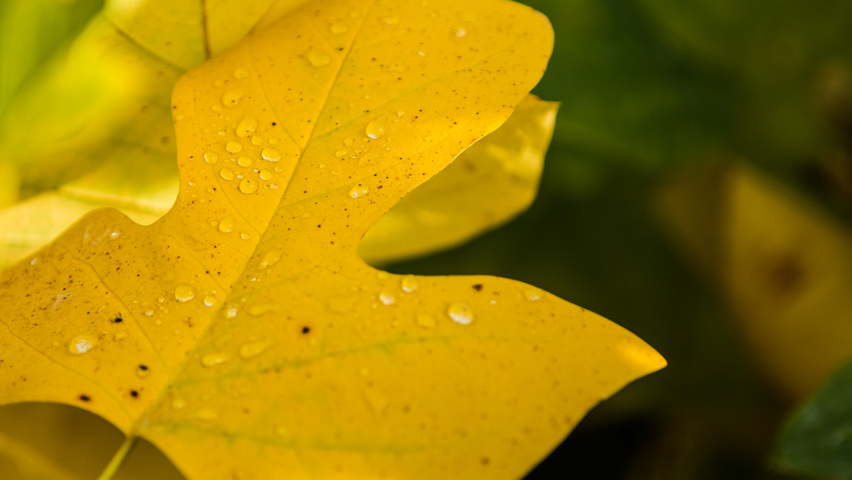 Liriodendron tulipifera herfstblad