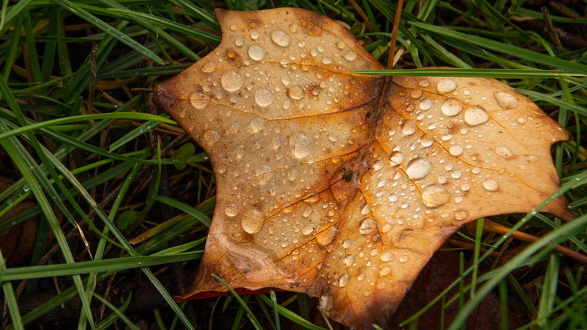 Liriodendron tulipifera herfstblad