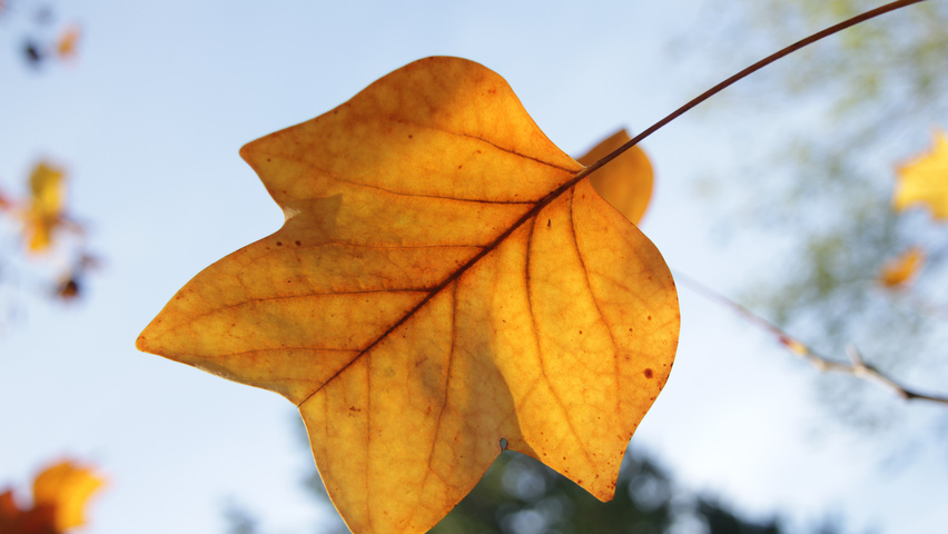 Liriodendron tulipifera herfstblad