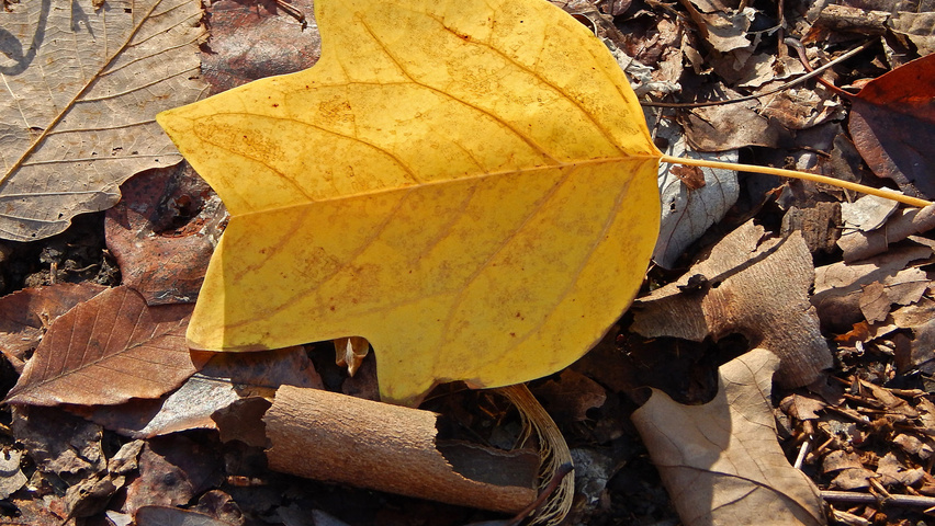 Liriodendron tulipifera herfstblad