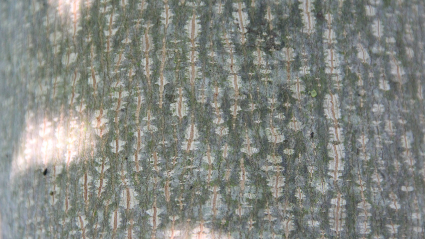 Liriodendron tulipifera bast
