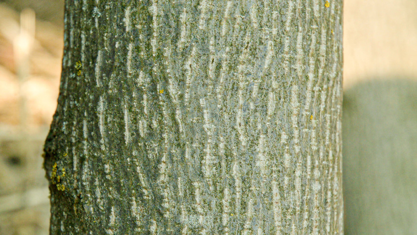 Liriodendron tulipifera bast