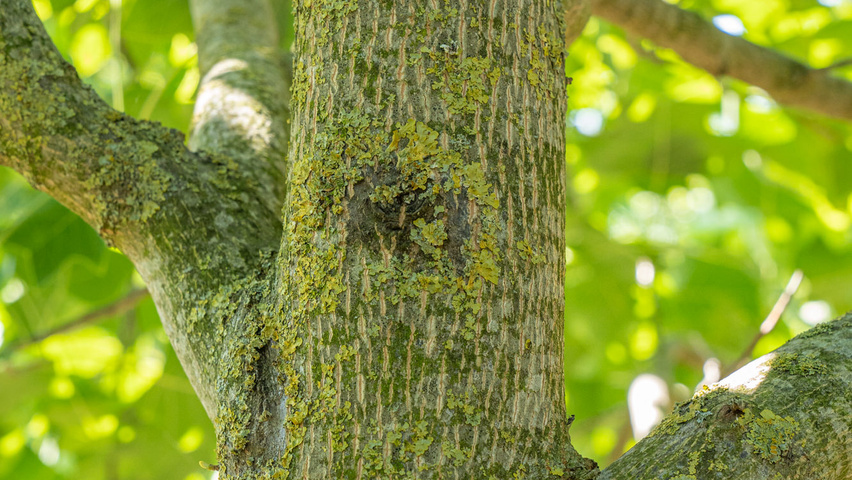 Liriodendron tulipifera bast