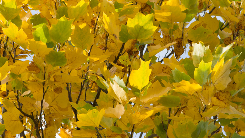 Liriodendron tulipifera 'Fastigiatum' herfstblad