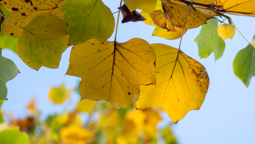 Liriodendron tulipifera 'Fastigiatum' herfstblad