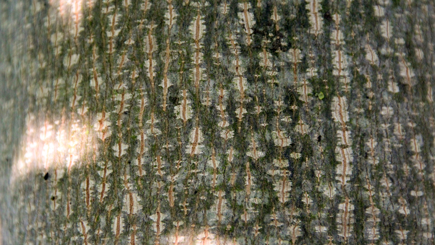 Liriodendron tulipifera 'Fastigiatum' bast