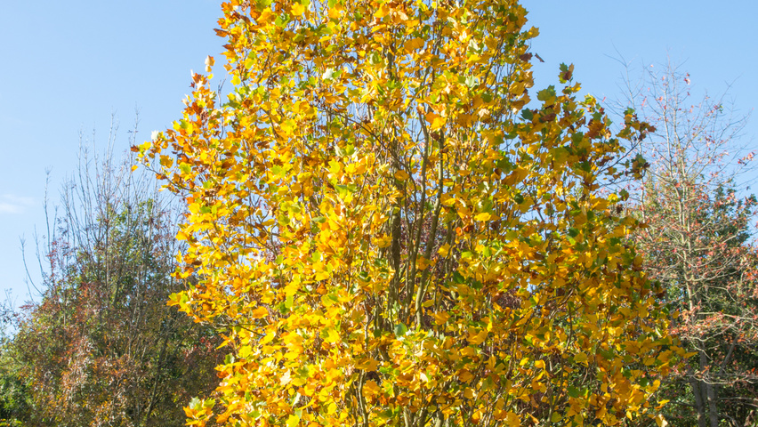 Liriodendron tulipifera 'Fastigiatum' beveerd