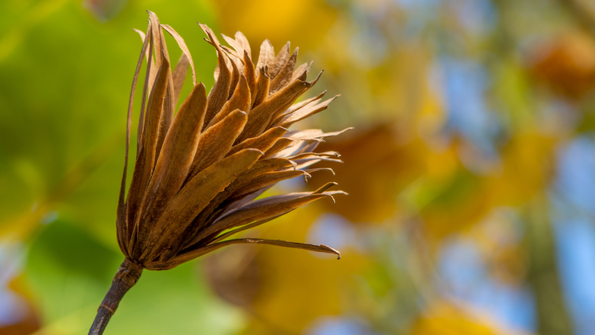 Liriodendron tulipifera 'Fastigiatum' vrucht