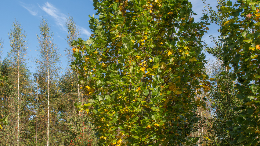 Liriodendron tulipifera 'Fastigiatum' halfstam