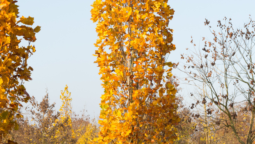 Liriodendron tulipifera 'Fastigiatum' halfstam