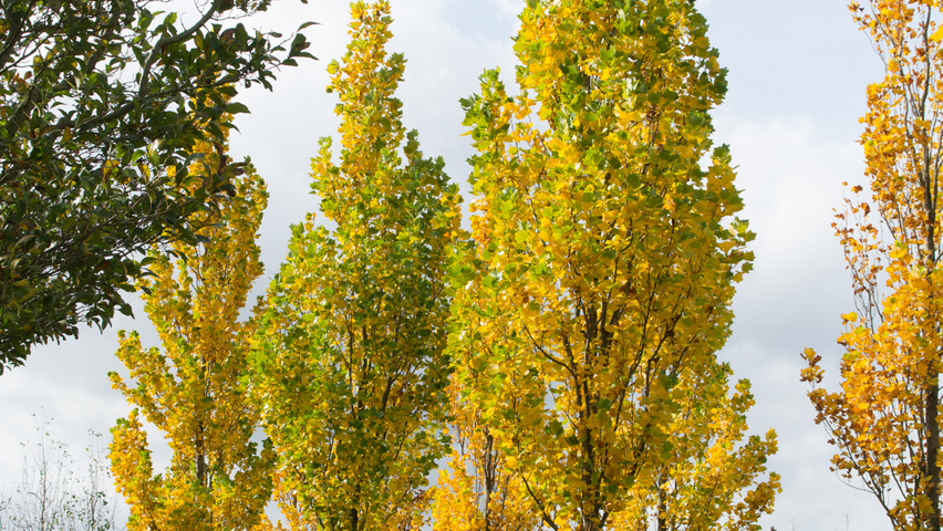Liriodendron tulipifera 'Fastigiatum' hoogstam