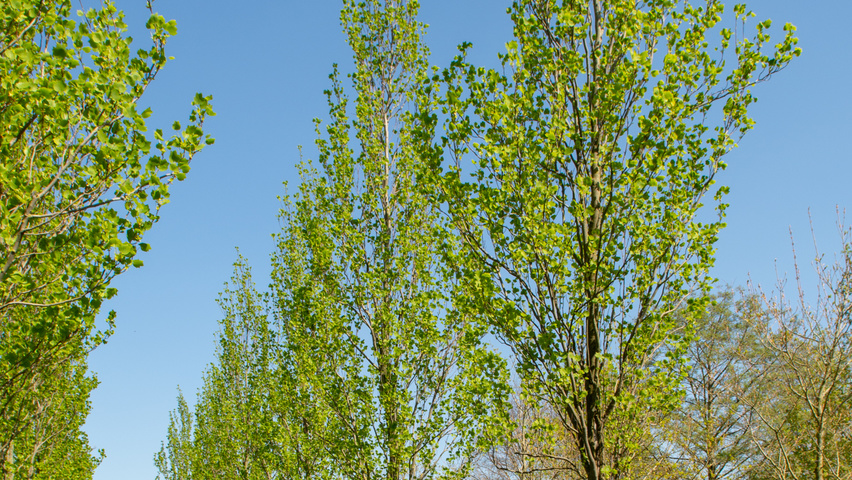 Liriodendron tulipifera 'Fastigiatum' hoogstam