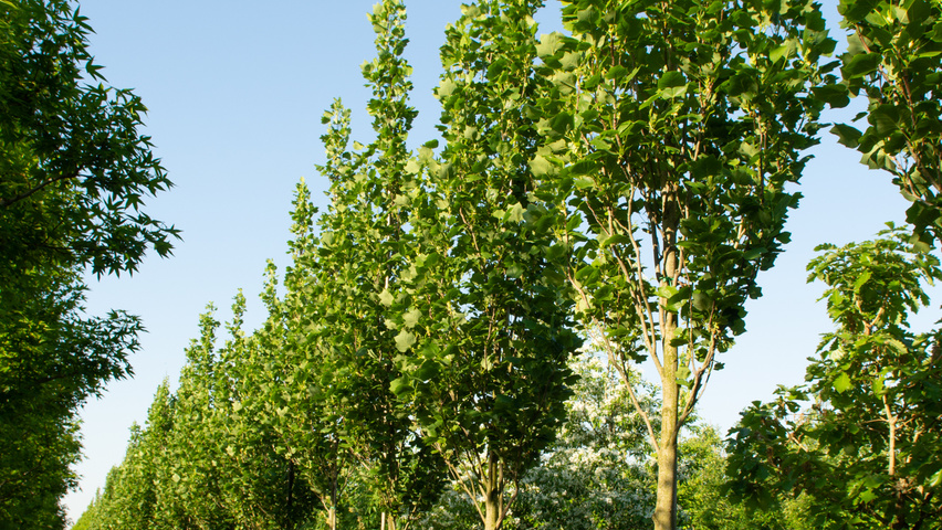 Liriodendron tulipifera 'Fastigiatum' hoogstam