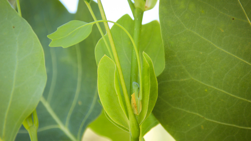 Liriodendron tulipifera 'Fastigiatum' blad