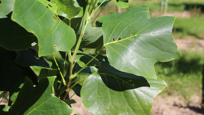 Liriodendron tulipifera 'Fastigiatum' blad
