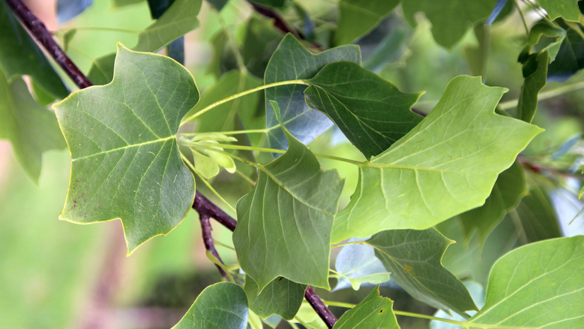 Liriodendron tulipifera 'Fastigiatum' blad