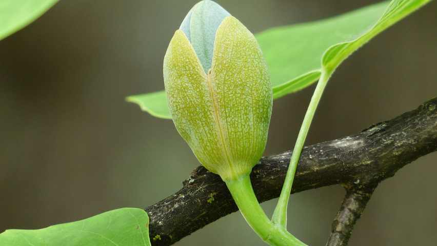 Liriodendron tulipifera bloem